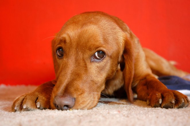 Sunnyside Cleaning Removes Pet Stains & Odors - Red Dachshund
